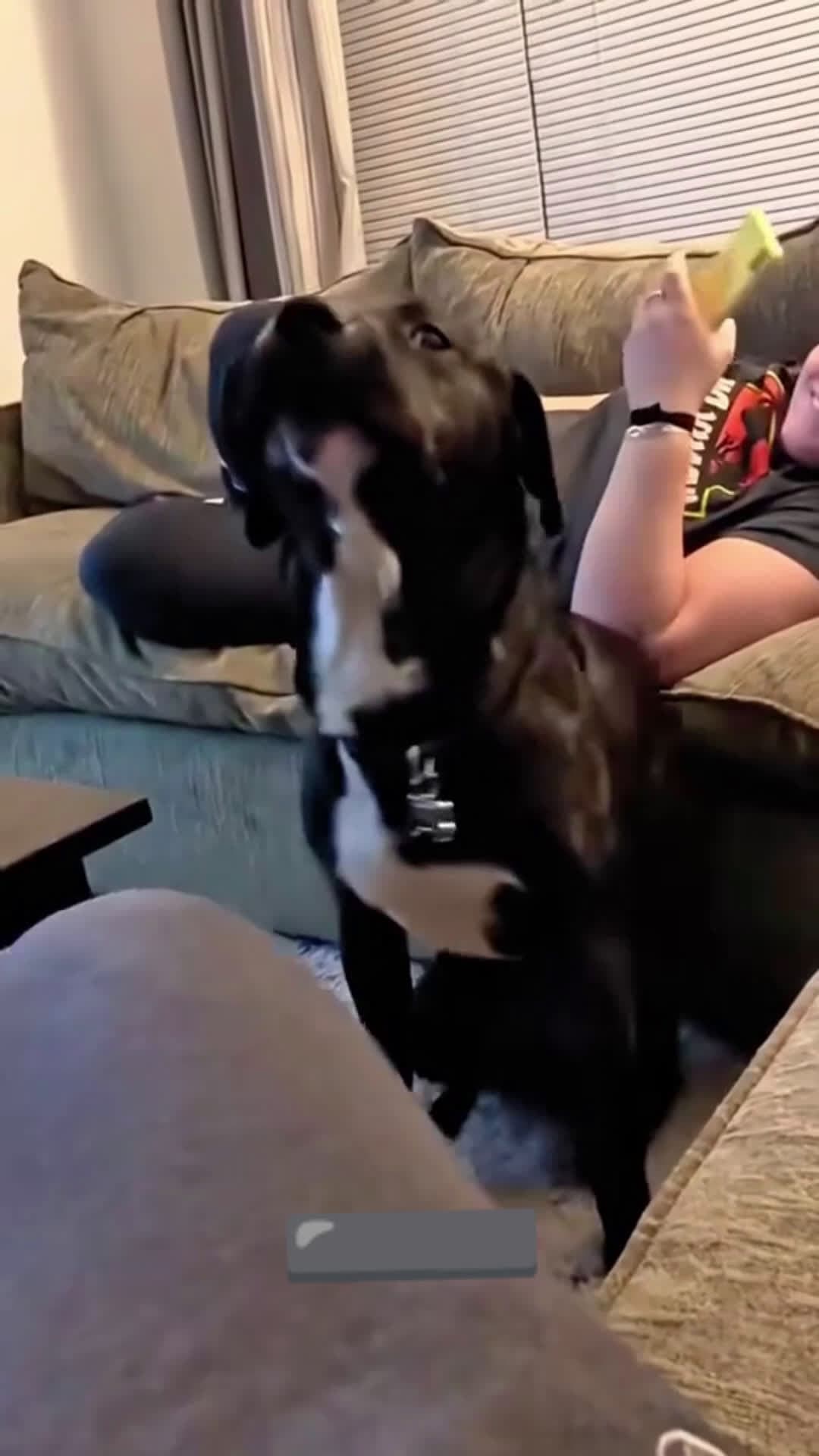 cover for Dogs can dance better than humans 🐕‍🦺🤣 #funny #dog #funnyvideos #cute #doglover #🤣🤣 #foryou #scoopzanimalvideo 