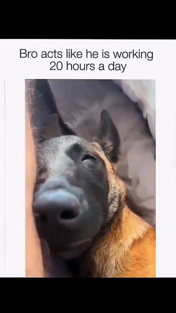 cover for Funny and cute dogs compilation funnydog funnypet cutedog dogsoftiktok doglover dog 27510 #shortvideosscoopz