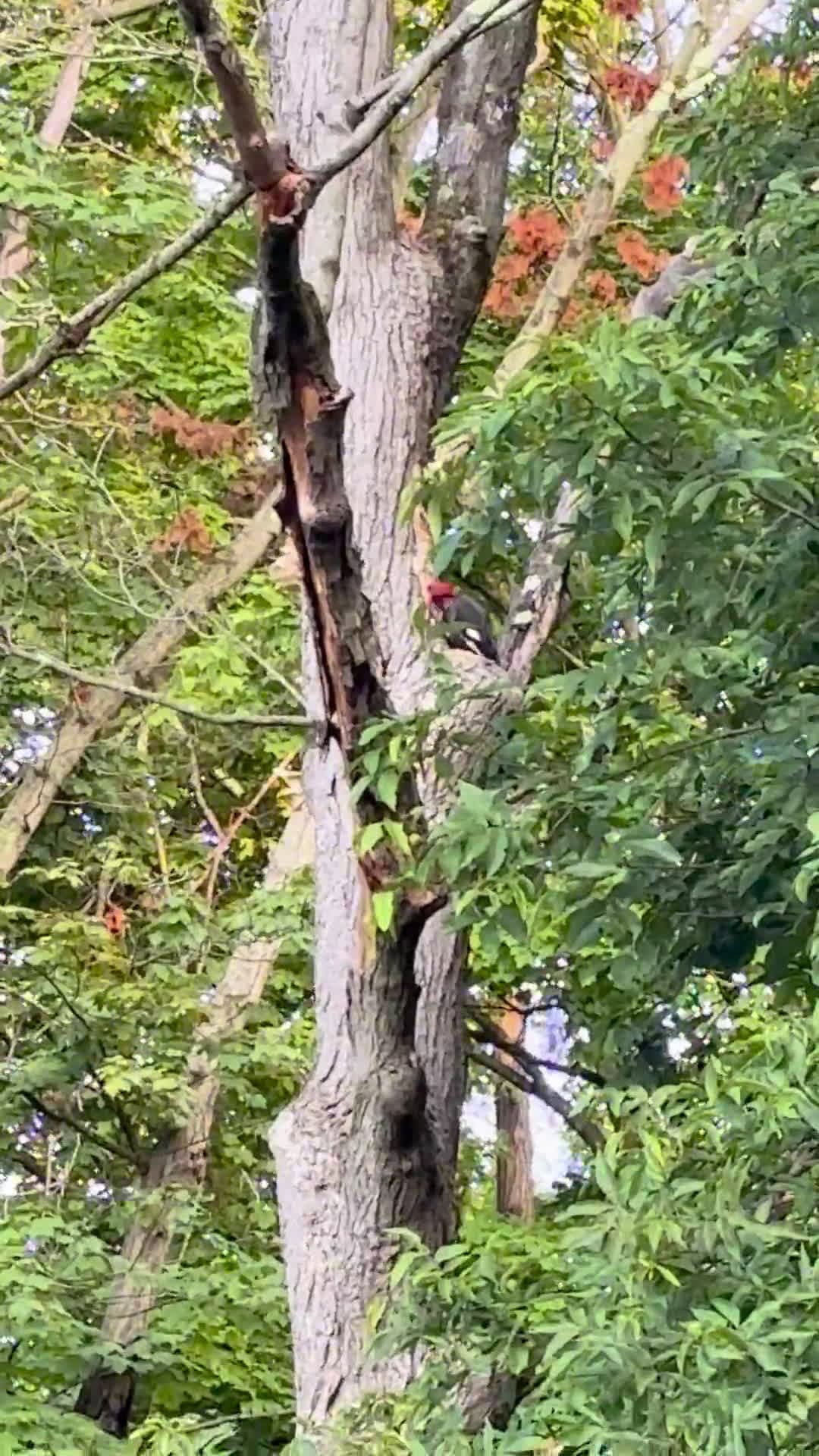 cover for Caught a woodpecker at breakfast—nature's tiny dawn visitor! 🐦🌅 #Woodpecker #BirdWatching #NatureLovers #MorningMoment