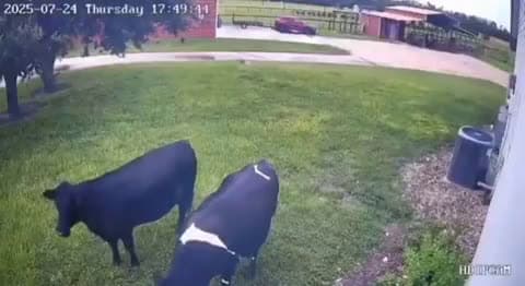 cover for Two cows happily greeting their owner like giant playful dogs! 🐄❤️ #AnimalsOfTikTok #Cows #Heartwarming #PetVibes
