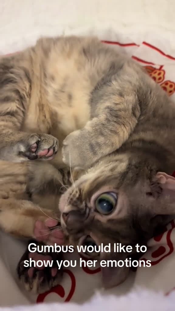 cover for Very cool!  #fyp #foryoupage #Gumbus #rescuekitten #catsoftiktok #kittensoftiktok #rescuecat  created by Gumbus with Oyster Lovers’s Sweet Nothing - Piano Version