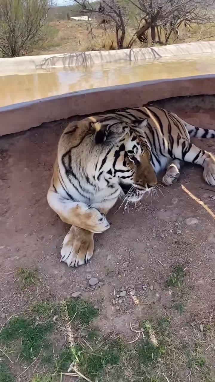 cover for He’s just the best tiger ever 😻 #zion #tiger #GetCrocd #GoForTheHandf...