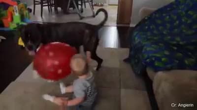 cover for Cute Babies & Pets Video Compilation #dogs #pets #dogoftheday #doglovers #puppies #instagram #cute #babies #puppylove