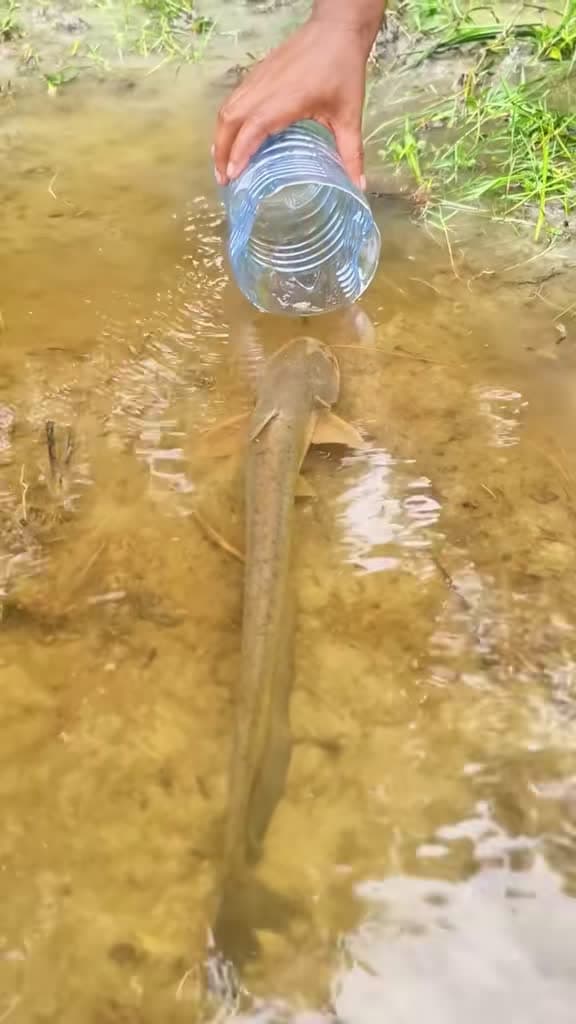 cover for Mind-blowing fishing hack that lands HUGE catches! 🎣 #BigFish #FishingTips #EpicCatch