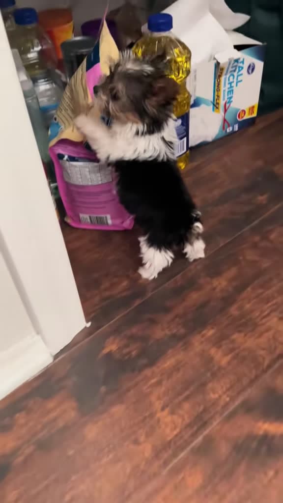 cover for Caught in the act trying to sneak some dog food! π½οΈπ #HungryHippo #FunnyPuppy #CaughtInTheAct