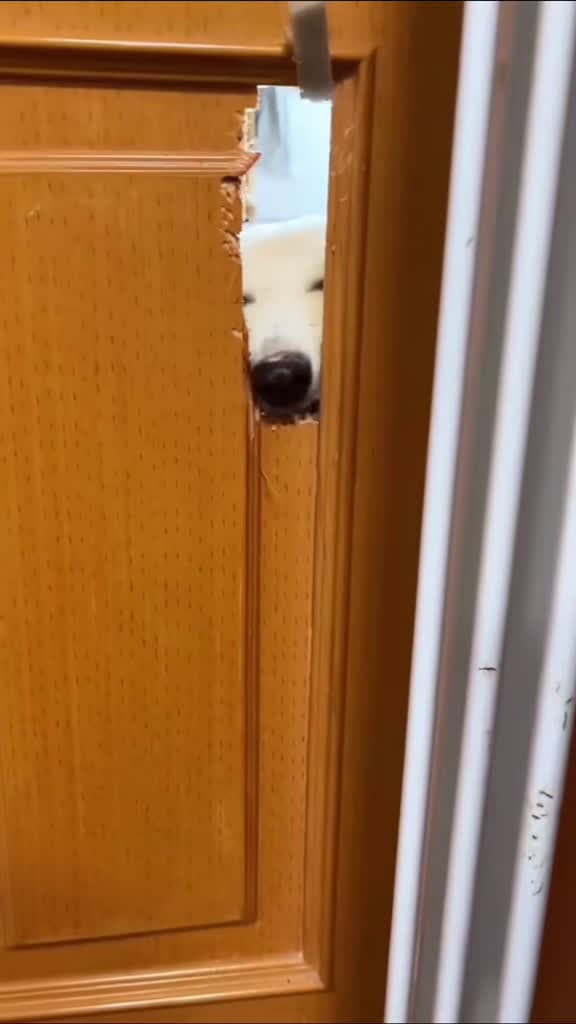 cover for When dogs go wild and the chaos begins! πΎπ #dogsoftiktok #funnyvideos #petantics