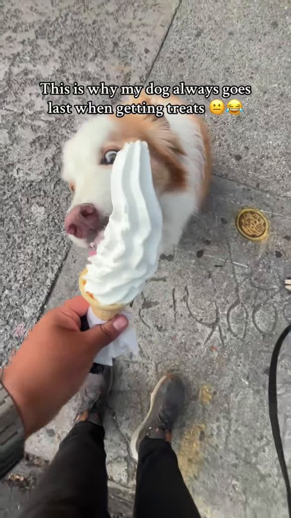 cover for No ice cream stands a chance around this sneaky pup! π¦πΆ #funnydog #foodie #fyp