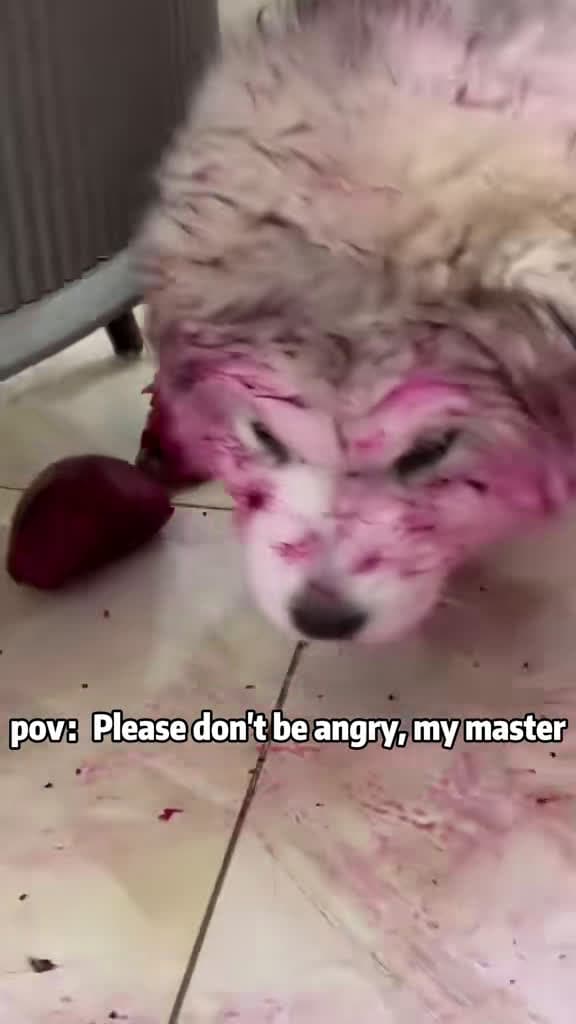 cover for When dogs decide to redecorate πΎπ #FunnyDogs #PetChaos #ForYou