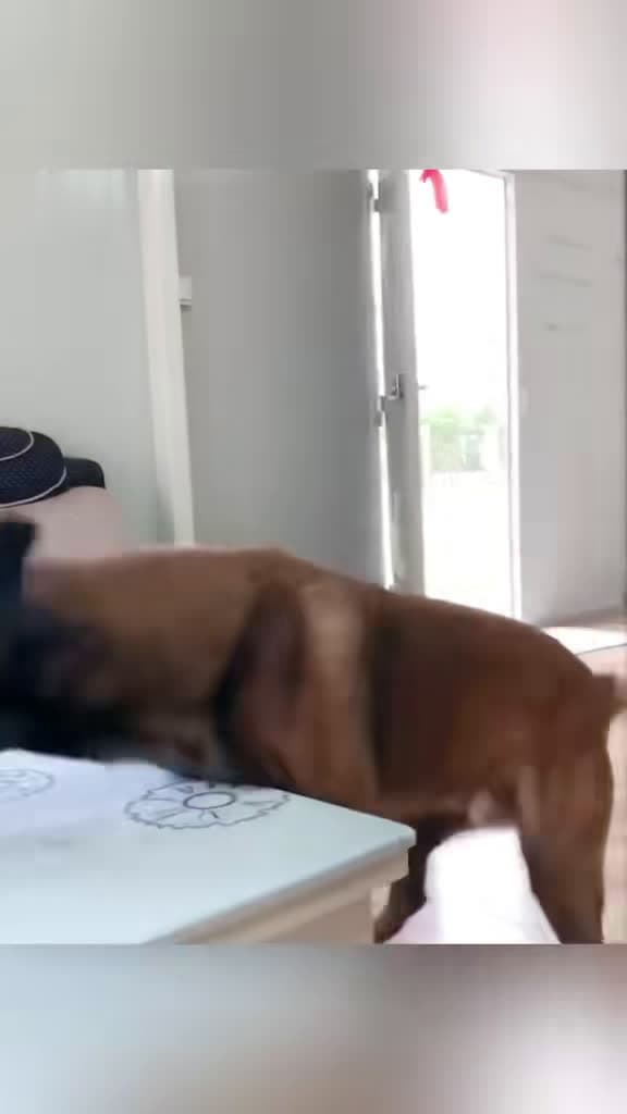 cover for When dogs take over the house ππΎ #funnydog #doglife #PetsOfTikTok