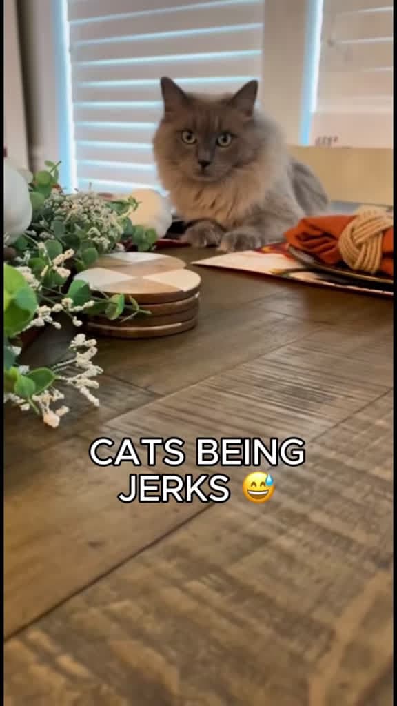 cover for When cats decide to be total jerks! π±π #funnycat #animalsbeingjerks #cats
