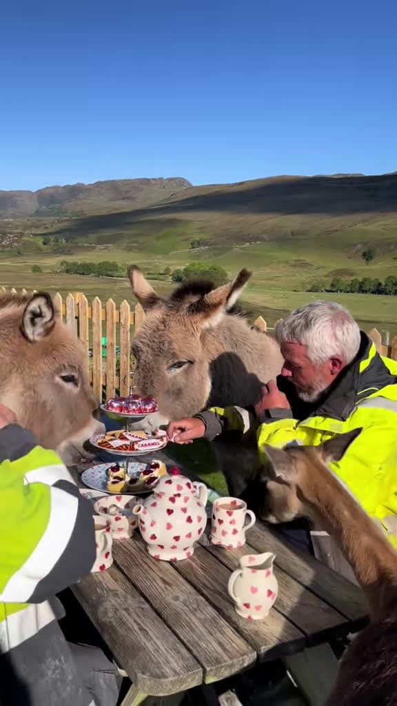 cover for When friends bring the chaos and the laughs start rolling π #funnyanimals #friends #laugh